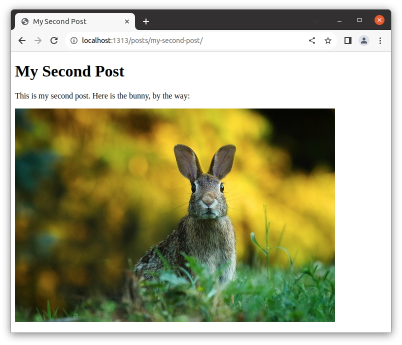 Bunny